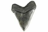 Fossil Megalodon Tooth - Massive Meg Tooth! #175931-1
